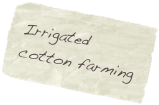 Irrigated cotton farming
