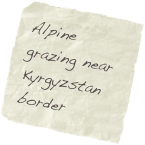 Alpine grazing near Kyrgyzstan border