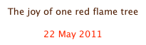 The joy of one red flame tree

22 May 2011